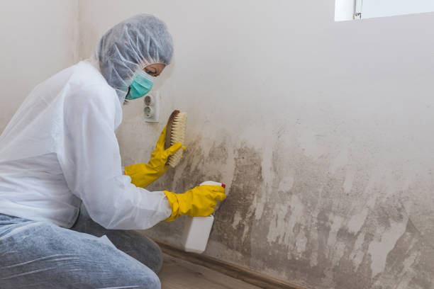 Best Biohazard Mold Removal  in Greensboro, NC