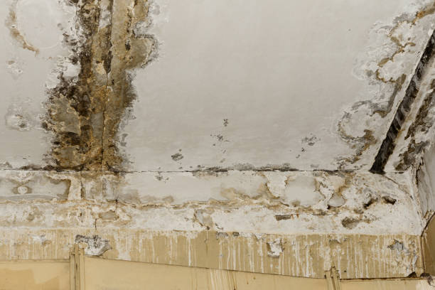 Best Post-Construction Mold Inspection  in Greensboro, NC