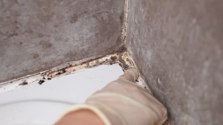 Best Forensic Mold Investigation  in Greensboro, NC