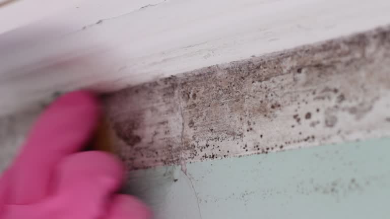 Best Comprehensive Air Testing for Mold Contaminants  in Greensboro, NC